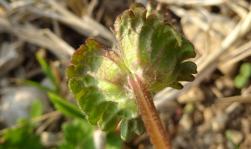 Lamium amplexicaule - Lamiaceae (Labiatae)